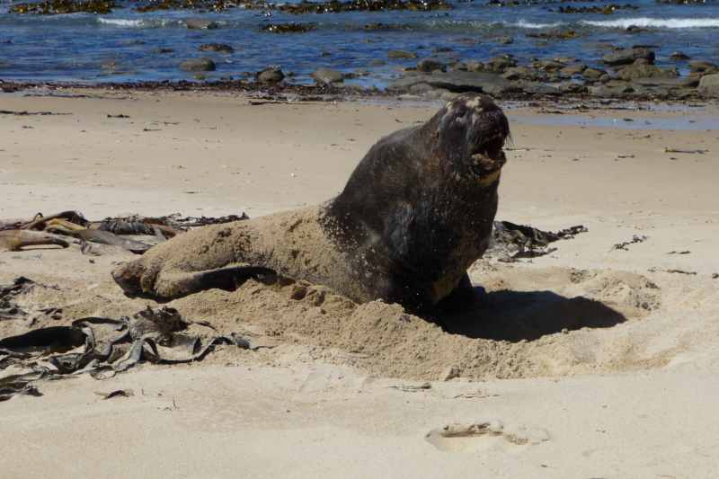 Nieuw-Zeeland 2011 - 1771